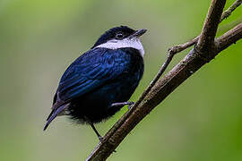 White-bibbed Manakin