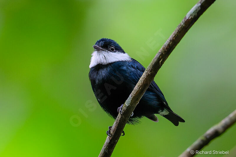 White-bibbed Manakin