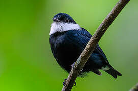 White-bibbed Manakin