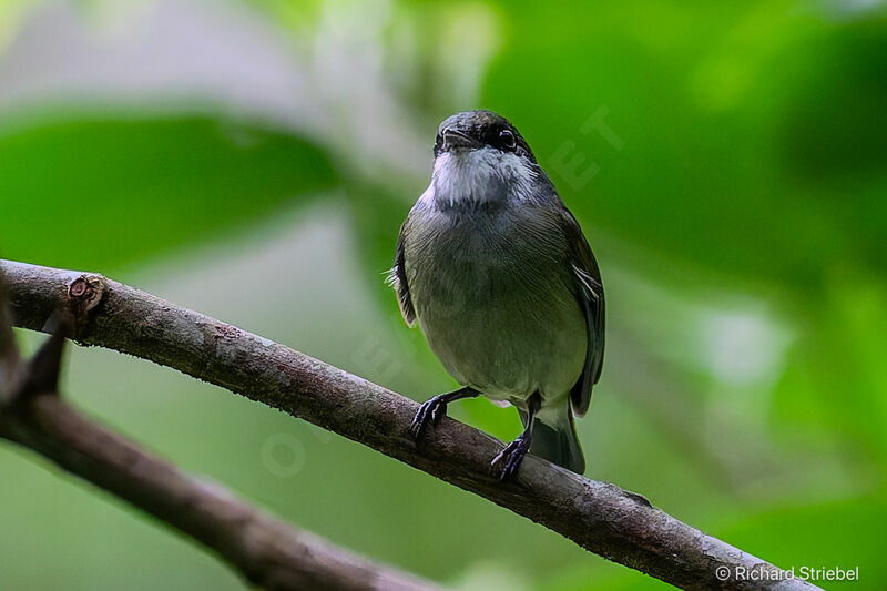 White-bibbed Manakinimmature