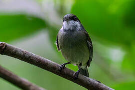 White-bibbed Manakin