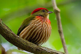 Striolated Manakin