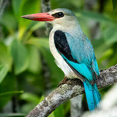 Martin-chasseur des mangroves