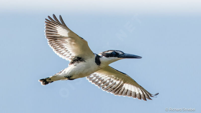 Pied Kingfisher, Flight