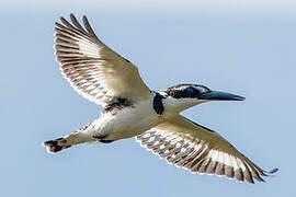 Pied Kingfisher