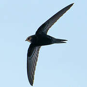 Common Swift