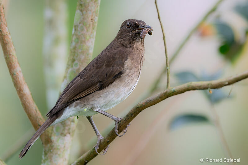 Black-billed Thrush