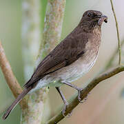 Black-billed Thrush