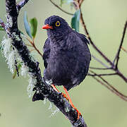 Great Thrush