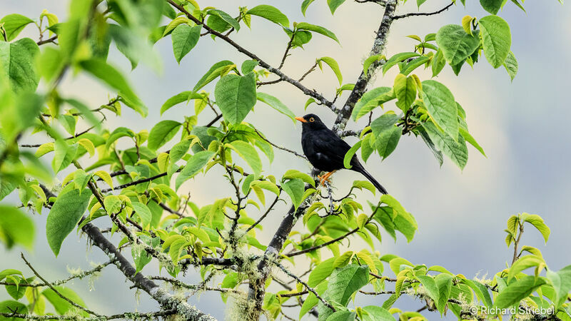 Glossy-black Thrush