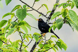 Glossy-black Thrush