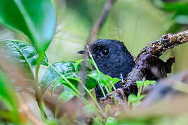 Spillmann's Tapaculo