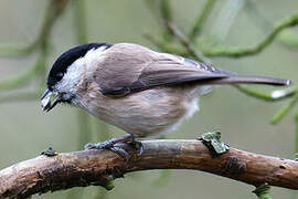 Mésange nonnette