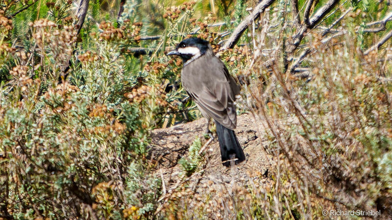 Grey Tit