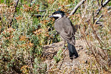 Mésange petit-deuil