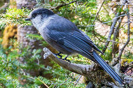 Canada Jay