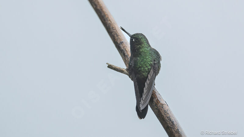 Tyrian Metaltail