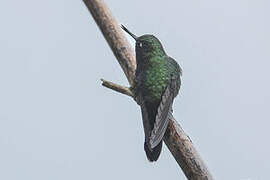 Tyrian Metaltail