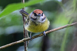 Rufous-crowned Tody-Flycatcher