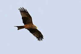 Yellow-billed Kite