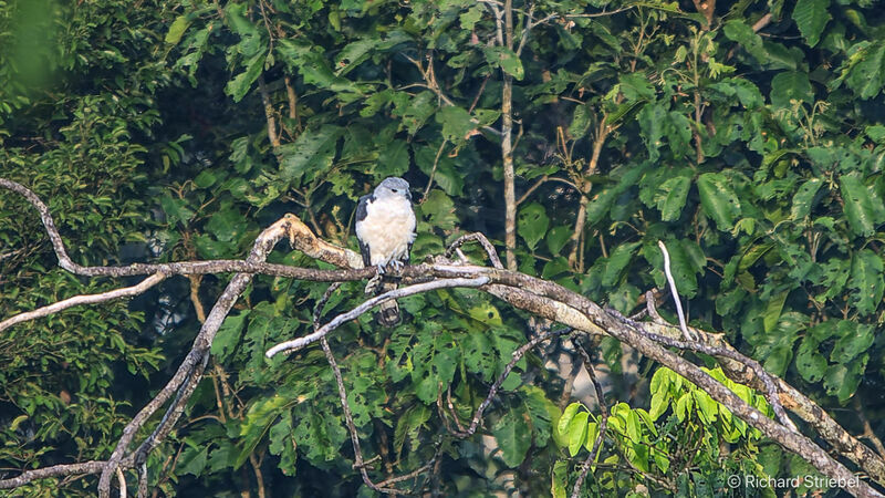 Grey-headed Kite