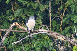 Grey-headed Kite