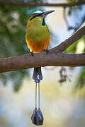 Turquoise-browed Motmot