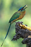 Motmot à tête bleue