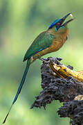 Blue-capped Motmot