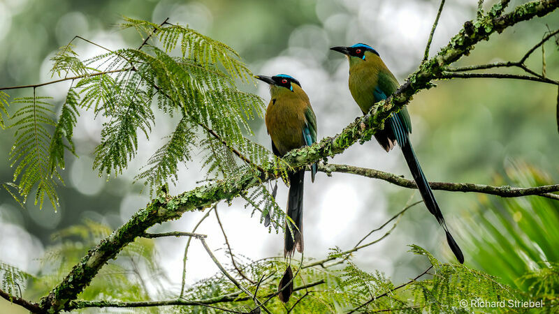 Motmot d'Équateur