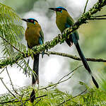 Motmot d'Équateur