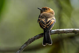 Cinnamon Flycatcher