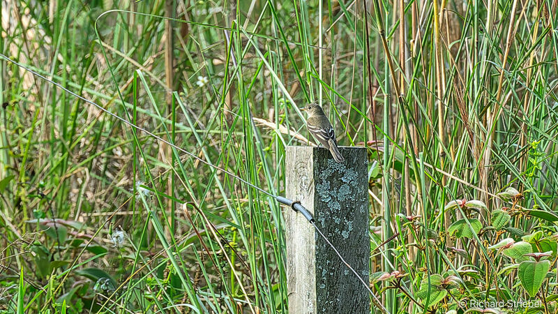 Alder Flycatcher