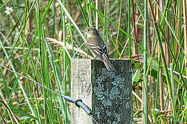 Alder Flycatcher