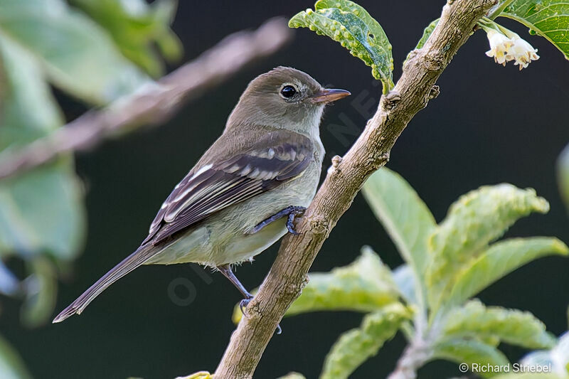 Willow Flycatcher