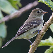 Willow Flycatcher