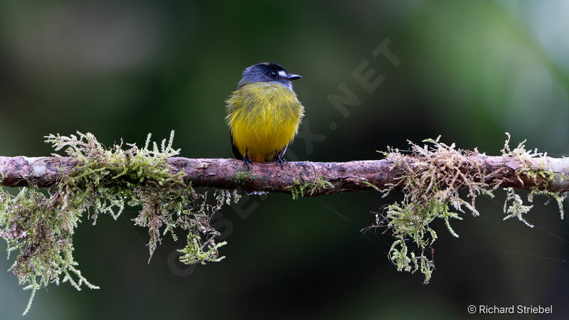 Ornate Flycatcher