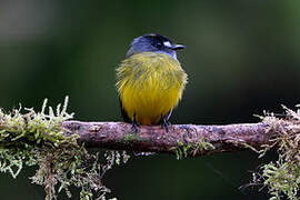 Ornate Flycatcher