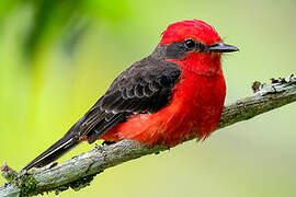 Vermilion Flycatcher