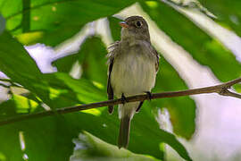 Acadian Flycatcher