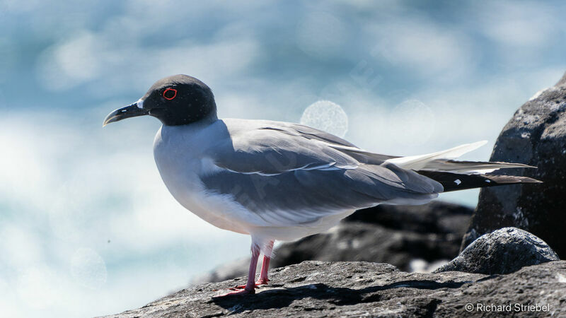 Mouette à queue fourchue