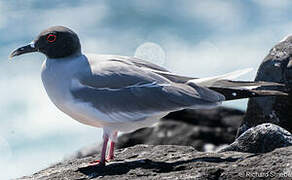 Swallow-tailed Gull