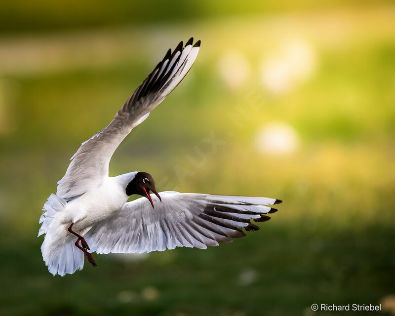 Mouette mélanocéphale