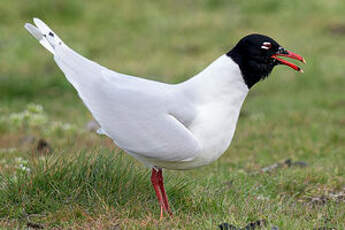 Mouette mélanocéphale