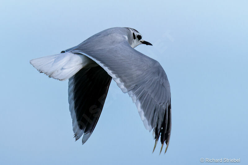 Little Gull