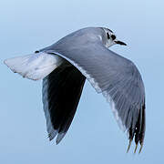 Little Gull