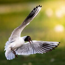 Mouette rieuse