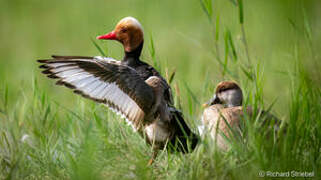 Red-crested Pochard