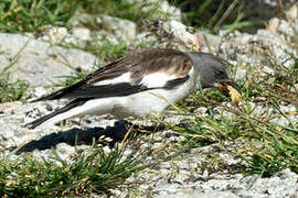 White-winged Snowfinch