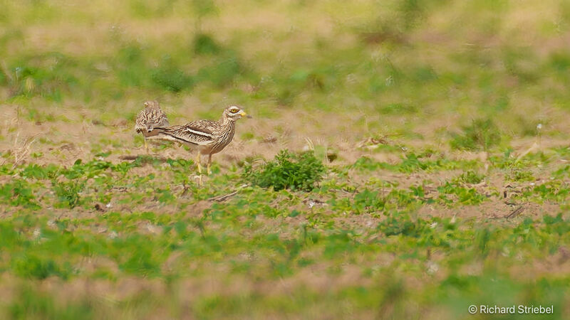 Eurasian Stone-curlew